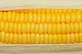 玉米