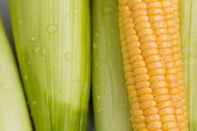 玉米