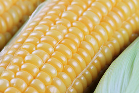 玉米