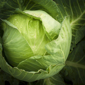 卷心菜