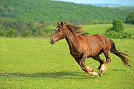 草原骏马高清图片