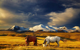 草原骏马高清图片