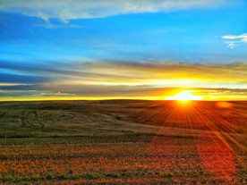 草原骏马高清图片
