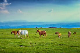 草原骏马高清图片