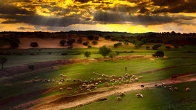 草原骏马高清图片