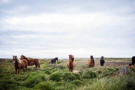 草原骏马高清图片