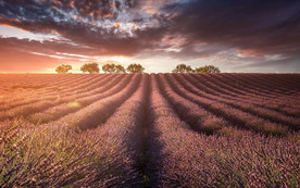 薰衣草田园图片