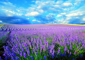 薰衣草田园图片