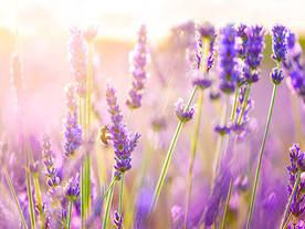 薰衣草田园图片