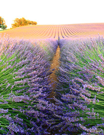 薰衣草田园图片