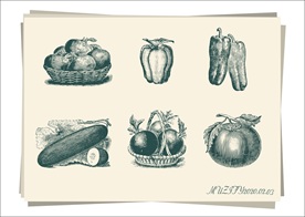 6款入 蔬菜手绘稿