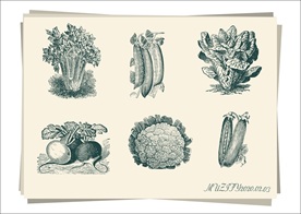 6款入 蔬菜手绘稿