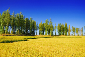 麦田稻香图片