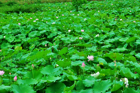 荷塘荷花图片