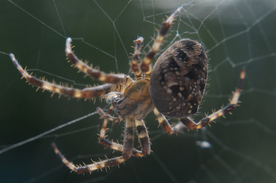 罗网蜘蛛图片
