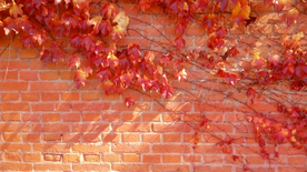 校园浪漫红墙与爬山虎