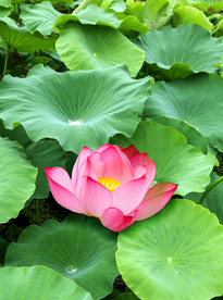 荷塘荷花高清图片