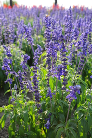 薰衣草田园图片