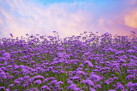 薰衣草田园图片