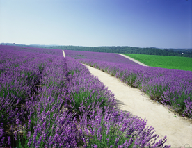 薰衣草田园图片