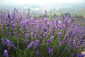 薰衣草田园图片