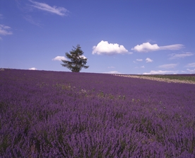 薰衣草田园图片