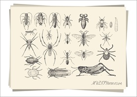 20款入昆虫手绘稿