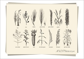 14款入农作物手绘稿