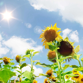 向日葵花图片