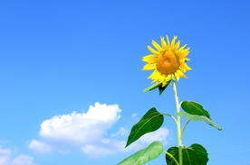 向日葵花图片