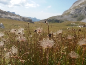 蒲公英纷飞图片