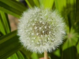 蒲公英纷飞图片