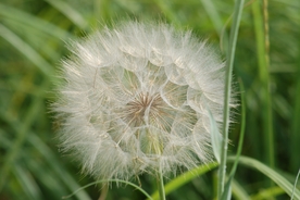 蒲公英纷飞图片