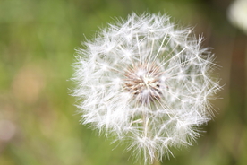蒲公英纷飞图片
