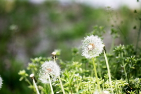 蒲公英纷飞图片