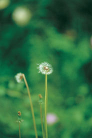 蒲公英纷飞图片