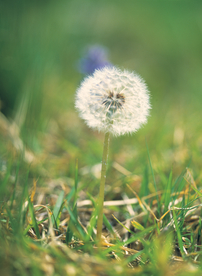 蒲公英纷飞图片