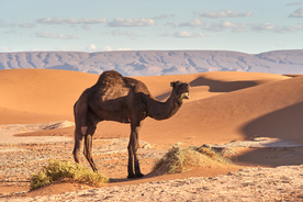 沙漠戈壁荒野图片
