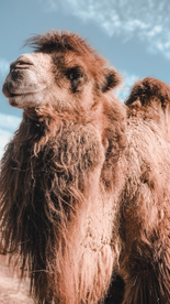 骆驼沙漠之舟图片