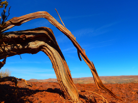 胡杨林干枯图片