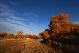 胡杨林高清图片