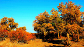 胡杨林高清图片