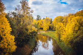 胡杨林高清图片