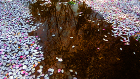 水中樱花瓣