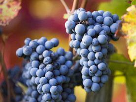 葡萄