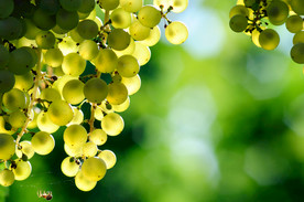 葡萄
