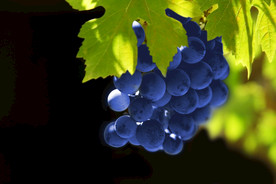葡萄