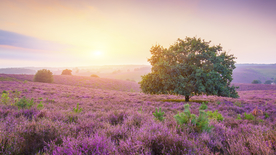 薰衣草田园图片