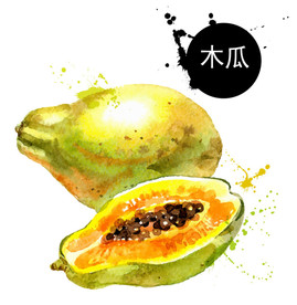 手绘木瓜插画 彩绘木瓜矢量水果