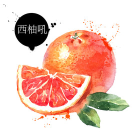 手绘西柚插画 彩绘水果矢量素材
